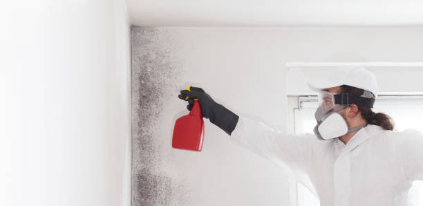 Best Attic Mold Removal  in Islip Terrace, NY