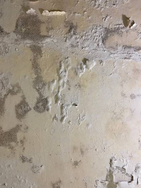 Best Commercial Mold Removal  in Islip Terrace, NY