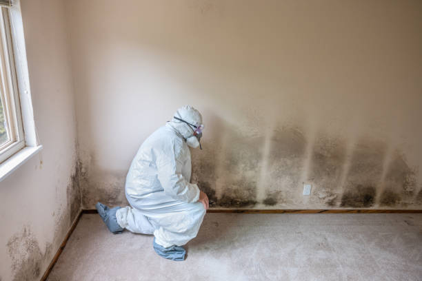 Best Toxic Mold Removal  in Islip Terrace, NY