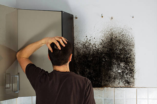Best Local Mold Removal Service  in Islip Terrace, NY