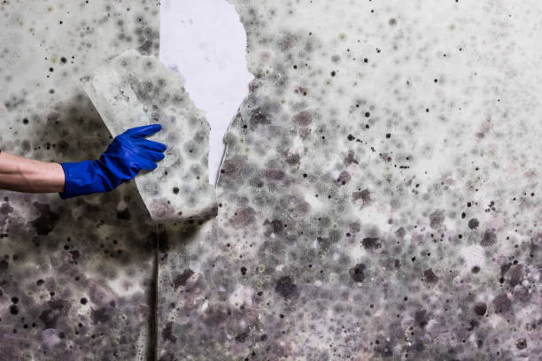 Best Crawl Space Mold Removal  in Islip Terrace, NY