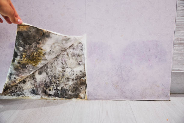 Best Mold Testing  in Islip Terrace, NY